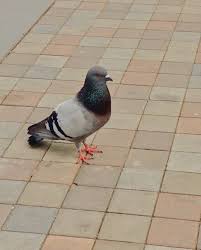 Stadttauben Hilfe Krankheiten Pfui Oder Handelt Es Sich Doch Um Ganz Nette Tiere Hier Erfahrst Du Warum Tauben Zu Unrecht Einen Sc Animals Instagram Bird