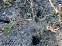 Die rede ist von wühlmäusen (arvicolinae), die bekannteste unterart ist dabei die. Wuhlmause Im Garten Bekampfen Berlin De