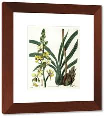 Image result for Eulophia streptopetala