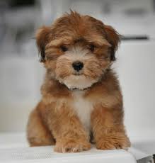 Our very first havanese puppy was a male, our precious buddy walter owen. Black Brindle Havanese Red Havanese Havanese Puppies Puppies Havanese Dogs