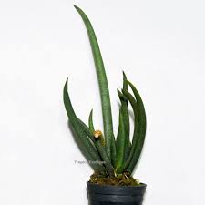 Image result for Oberonia