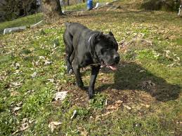 Gli allevamenti italiani sono parecchi, ma come sempre consigliamo di verificare che siano certificati e che operino nel pieno rispetto della legge. Cane Corso