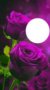 Only you can decide whether pale or deep purple roses fit the occasion. Photo Montage Dark Purple Roses Pixiz