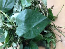 Utazi Leaf Nutritional And Other Health Benefits
