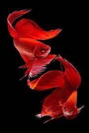 Pin On Ikan Hias Indonesia