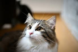 Norv on wn network delivers the latest videos and editable pages for news & events, including entertainment, music, sports, science and more, sign up and share your playlists. 5 Accessoires Indispensables A Avoir Avant D Adopter Un Chat Norvegien Chatterie Bro Dreger