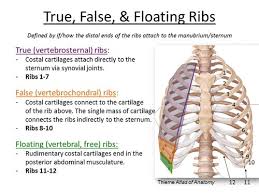 The rib below that is rib 2, and it connects to the t2 thoracic vertebra, and. Omm Rib Anatomy W Jergensen Flashcards Quizlet