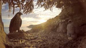 France terre sauvage la foret. Intermedes Nature Le Faucon D Eleonore France Terres Sauvages La Foret Lespas