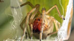 Image result for große winkelspinne biss haut reaktion