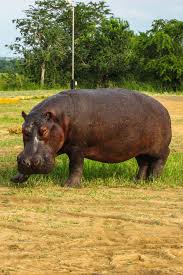 Uganda Africa Hippo In Nature Animals Of The World Africa Dangerous Animals