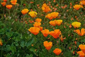 Maybe you would like to learn more about one of these? Best Time For Spring Flowers In San Francisco 2021 Rove Me