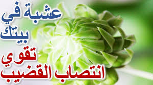 Pin On طب الاعشاب عند العرب