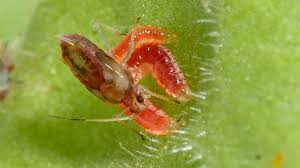 When you choose a predator, parasite, or disease that will attack a harmful insect, you are manipulating nature to achieve a desired effect. Manage Greenhouse Tomato Pests With Natural Enemies Greenhouse Grower