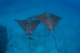 The eagle ray leaps out of the water showing off its beautiful wingspan. Spotted Eagle Ray