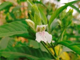 Image result for Basananthe pedata