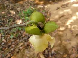 Image result for Hexalobus