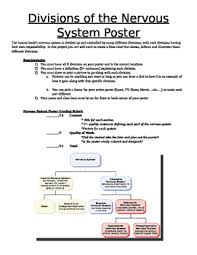 divisions of the nervous system poster project