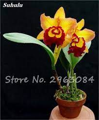 Unique Cymbidium Faberi Flower Seeds Cattleya Orchid Orchid Plants Orchid Seeds