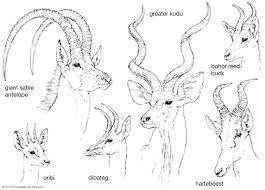 Unicorn horn tutorial by babypippo on deviantart. Horn Zoology Britannica