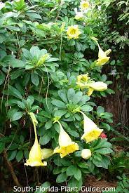 Maybe you would like to learn more about one of these? Unusual Vines Of South Florida