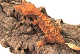 Index shows frequency of each trait count and links to ads for sale. 12 Types Of Crested Geckos Morphs Colors Traits With Pictures Pet Keen