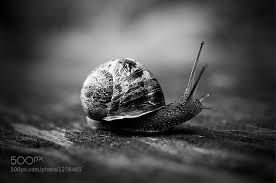 Best Black And White Nature Photographers 25 Best Monochrome Realistic Photography For Inspiration Black And White Photographs Nature Photography Pet Portraits Photography
