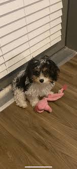 Pets and animals san antonio. Cavachon Puppies For Sale Flower Mound Tx 330979