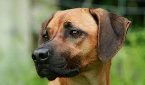 He loves to laze about on his couch but also enjoys his 3 walks per day. Rhodesian Ridgeback Dog Breed Information