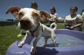 From time to time we assist in finding homes for a pet in need. Animal Shelters Overloaded In Summer But Adoptions Also Go Up Csmonitor Com