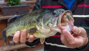 Carolina Rig Fishing How To Rig And Fish Outdoors Cult