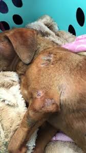 23,785 likes · 249 talking about this. Heartbreaking Dachshund Abandoned In Cardboard Box Used As Bait Dog Pet Rescue Report