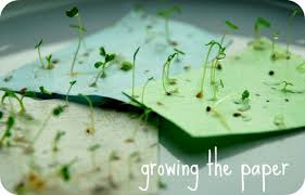 As seeds age, their germination rate naturally declines. Seed Paper Plantable At Rs 25 Piece Plantable Paper Plantable Seed Paper Seed Germination Testing Paper Seed Paper à¤œà¤° à¤® à¤¨ à¤¶à¤¨ à¤ª à¤ªà¤° The Bangalore Paper Pulp Mills Bengaluru Id 13927164191