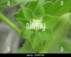 Image result for Pavonia burchellii