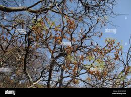 Image result for Steganotaenia