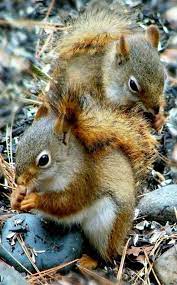 Squirrel And Fox Facebook Squirrel Pictures Baby Squirrel Animals Beautiful