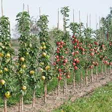 Deacon's nursery | fine fruit trees since 1976 purchase online. Ballerina Apples Garden Express Australia S Largest Online Nursery