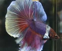 Betta Plakat Dumbo 1 Betta Siamese Fighting Fish Dumbo Ears