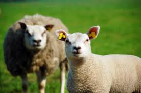 Im counting sheep but running out. Can Counting Sheep Help You Fall Asleep Wonderopolis
