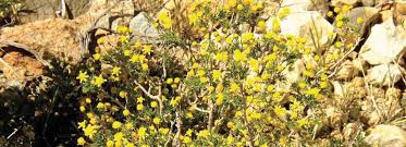 Image result for Euryops subcarnosus