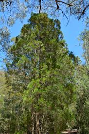 Image result for Callitris endlicheri