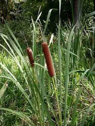 Image result for Typhaceae