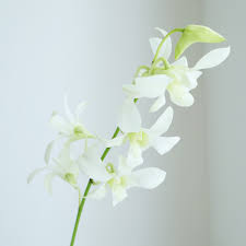 はなどんやアソシエ