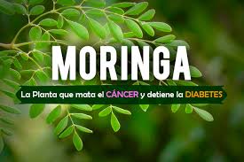 Antes de comenzar con el tema de las plantas que curan la diabetes, hay que dejar. Vida Sana Moringa La Planta Que Mata El Cancer Y Facebook