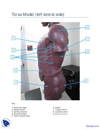 Oct 11, 2013 · a helpful way to learn the muscles is to get up out of your chair and move and mimic the actions for the muscles you are learning that week. Torso Left Side Muscles Model Human Anatomy Handout Docsity