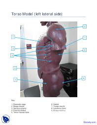 The torso or trunk is an anatomical term for the central part, or core, of many animal bodies (including humans) from which extend the neck and limbs. Torso Left Side Muscles Model Human Anatomy Handout Docsity