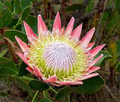 We are proud of our product and we guarantee it! Plant Profile Protea