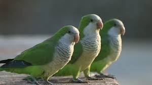 With their short tails and rounded wings, they share some similarities with african grey parrots. 25 Different Types Of Green Parrots With Pictures