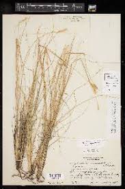 Image result for Elionurus