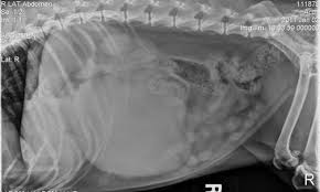 Dogs with mediastinal lymphoma typically have difficulty breathing. Liver Lobectomy In Two Dogs