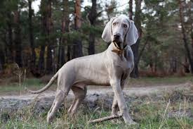Gli occhi azzurri in questa razza, il weimaraner, detto il fantasma grigio dagli occhi blu è estremamente affascinante. Segugio Grigio Aspetto Carattere Cura Salute E Alimentazione